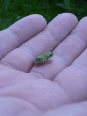 Pseudacris regilla