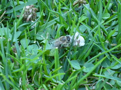 Apis mellifera