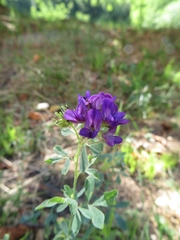 Medicago sativa sativa
