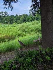 Grus canadensis image