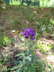 Medicago sativa sativa