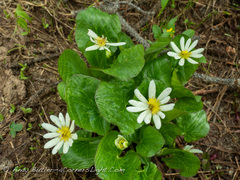 Caltha chionophila
