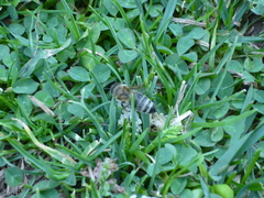 Apis mellifera