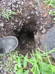 Cratogeomys merriami