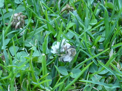 Apis mellifera
