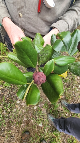 Magnolia pallescens, photograph 2