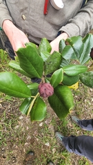 Magnolia pallescens, photograph author not stated, no rights reserved