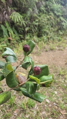 Magnolia pallescens, photograph author not stated, no rights reserved