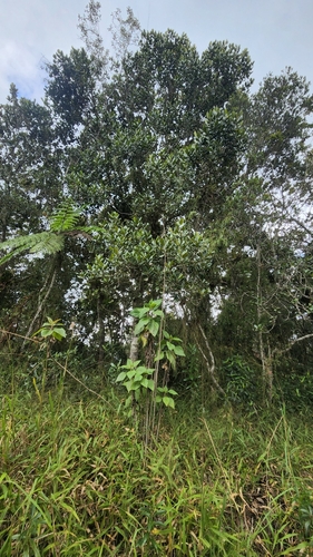 Magnolia pallescens, photograph 4