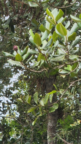 Magnolia pallescens, photograph 5