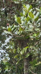 Magnolia pallescens, photograph author not stated, no rights reserved