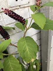 Phytolacca acinosa