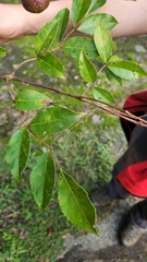 Turpinia occidentalis (Turpinia occidentalis)