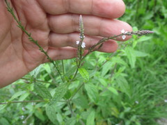 Verbena officinalis