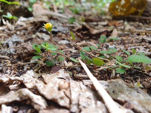 Sida pusilla observed 2024-11-06