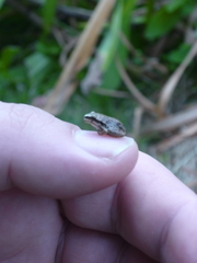 Pseudacris regilla