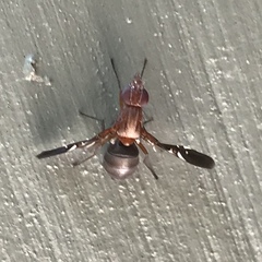 Delphinia picta