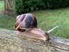 Turkish Snail - Photo (c) Bjerrum, some rights reserved (CC BY-NC), uploaded by Bjerrum