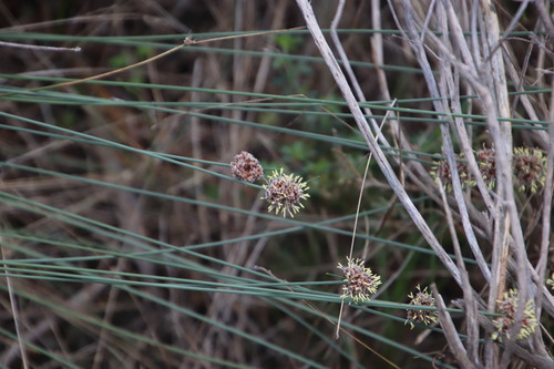 Image of Ficinia paradoxa by (c) Tony Rebelo, some rights reserved (CC BY-SA)
