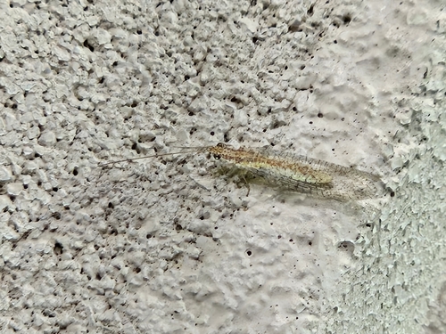 Eremochrysa punctinervis photo 3