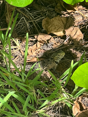 Calotes versicolor observed 2024-11-14