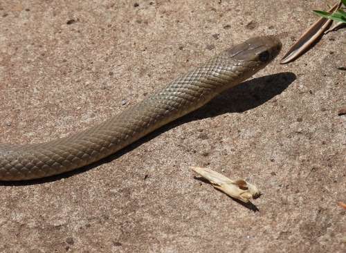 Eastern Brown Snake sighting