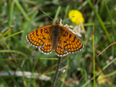Melitaea parthenoides