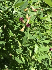 Vicia dumetorum