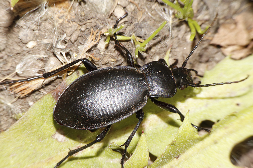 Gravel Ground Beetle
