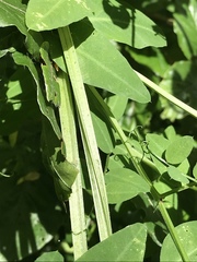Vicia dumetorum
