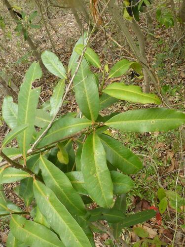 Myrsine lanceolata observed 2024-11-13
