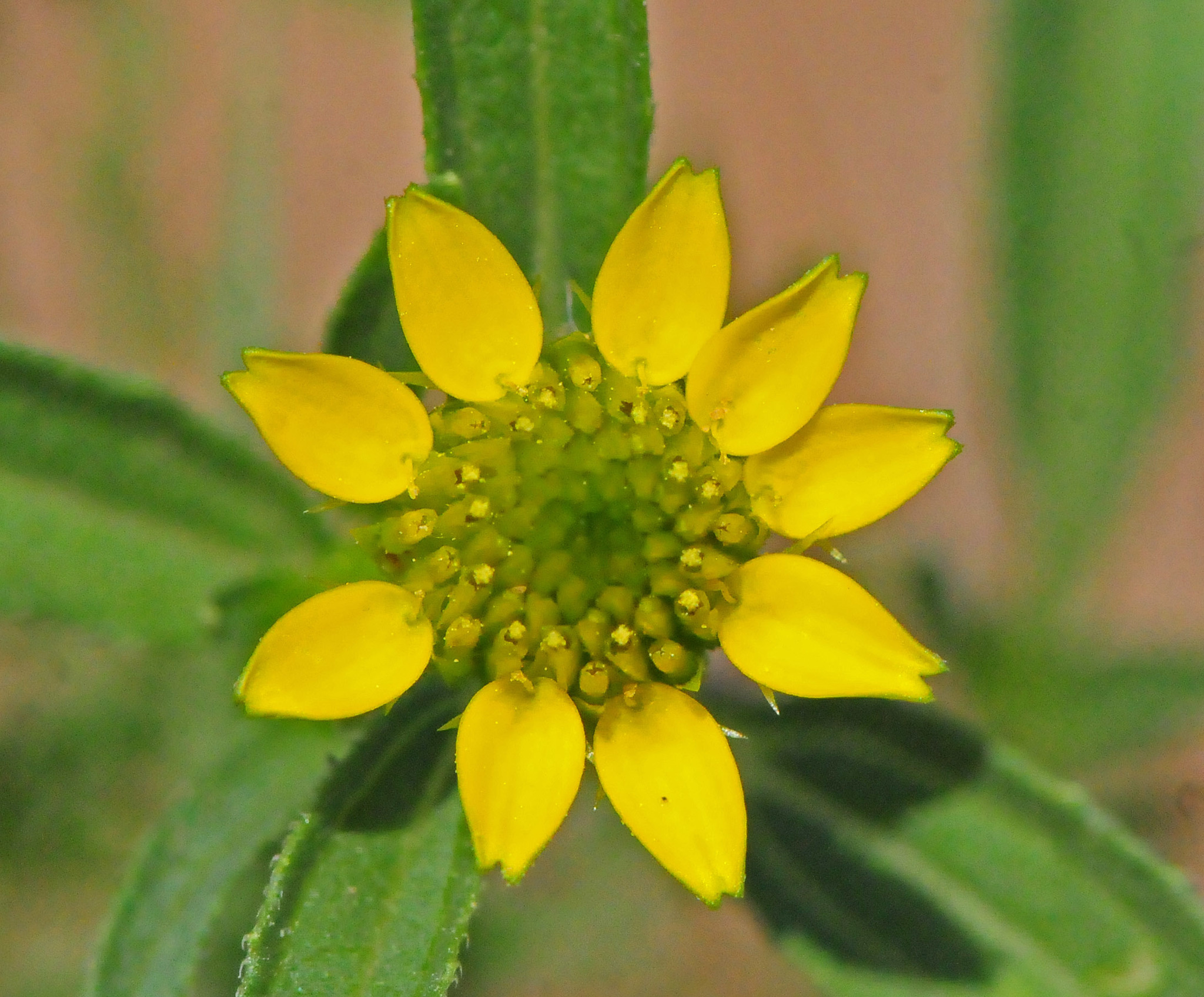 Sanvitalia abertii