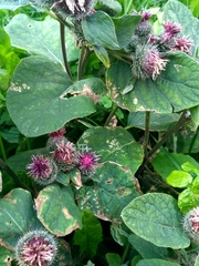 Arctium tomentosum
