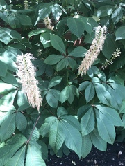 Aesculus parviflora