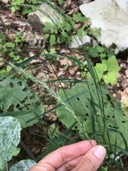 Elymus caninus