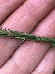 Elymus caninus