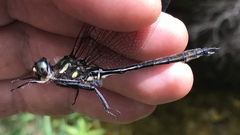 Somatochlora elongata