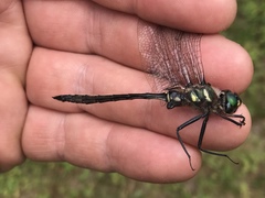 Somatochlora elongata