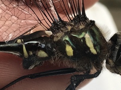 Somatochlora elongata