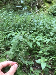 Rumex sanguineus
