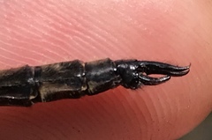 Somatochlora elongata