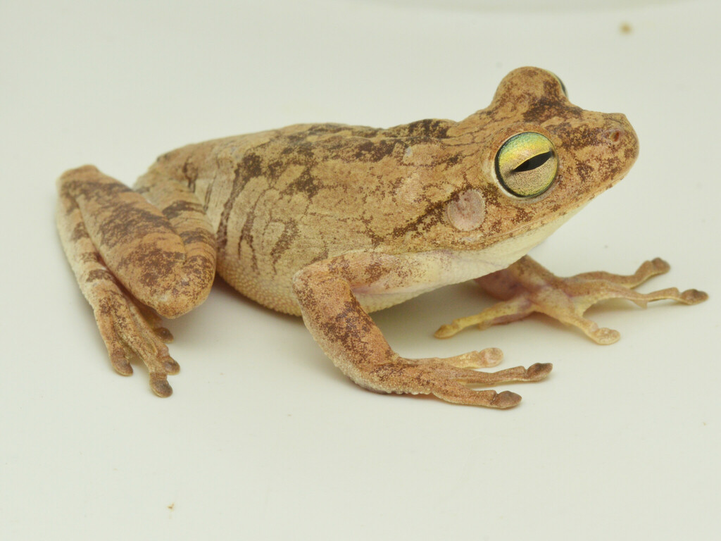 Chirique-Flusse Treefrog