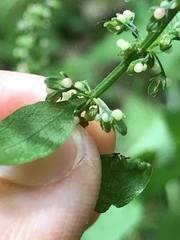 Rumex sanguineus