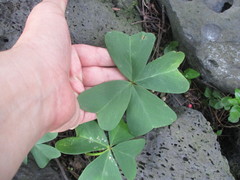 Oxalis tetraphylla