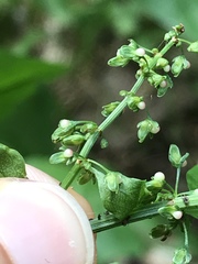 Rumex sanguineus