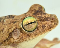 Chirique-Flusse Treefrog photo 4