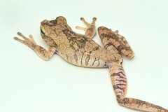 Chirique-Flusse Treefrog photo 5