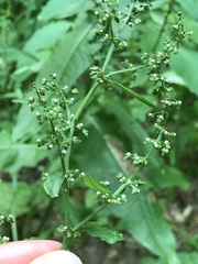 Rumex sanguineus