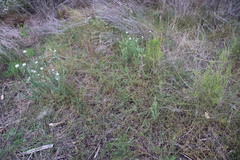 Aspalathus retroflexa