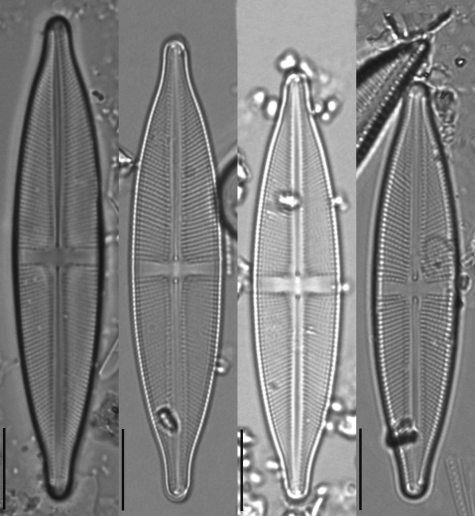 Stauroneis anceps (Encyclopedia of Diatoms Found in the USA ) · iNaturalist